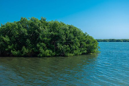 Foto de Zona de manglares en el muelle de Tajamar, Cancún, México - Imagen libre de derechos