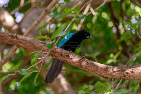 Close up of a Yucatecan jay in the deep of a mexican rainforest