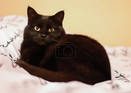 Photo for A black cat is lying on the bed. Black wool. Yellow eyes. Cat theme. Black animal - for luck. - Royalty Free Image