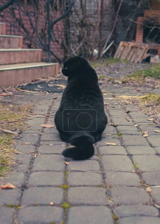 Photo for The cat is sitting with its back to the camera. Cat rear view. Black wool. Pet on the street. A black cat sits on the street near the house with its back to the camera. - Royalty Free Image