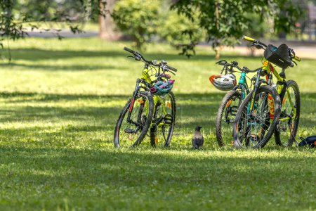 Photo for Empty bicycles of vacationers on the lawn in summer. Bicycles in the park. Public city park. Healthy Lifestyle. Active leisure. Resting in the fresh air in the summer. Sunny day. - Royalty Free Image