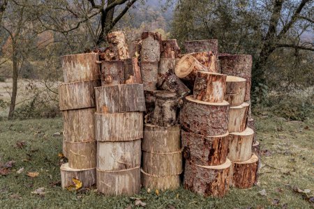 Photo for A stack of firewood. Large stumps. Village street. A pile of wooden logs. Woodshed outside. Deforestation. Rural landscape. Sawn trees. - Royalty Free Image