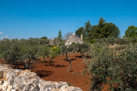 Photo for A traditional Truo stone house surrounded by young olive trees in Puglia in southern Italy - Royalty Free Image