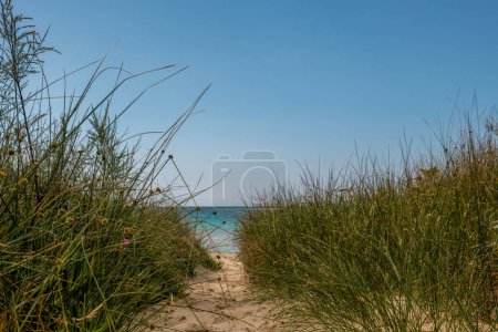 Photo for Sandy path leading to a beautiful beach - Royalty Free Image