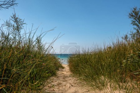 Photo for Dune passage to the beach hidden between the grasses - Royalty Free Image