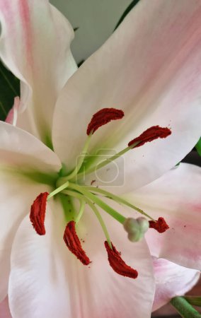 Fotografie von Lilien, Nahaufnahme, mit ihren Stempeln, zum Drucken und Bearbeiten, schöne Blumen, mit einem guten Detailgrad.