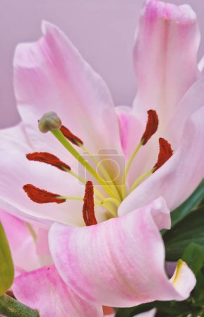 Téléchargez les photos : Cette photographie en gros plan capture la beauté délicate d'une fleur de lis Stargazer rose et blanche. Les pétales mous sont disposés en spirale parfaite, et le centre de la fleur est un jaune vif. - en image libre de droit