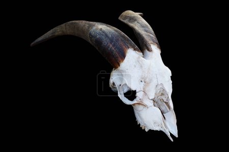 Téléchargez les photos : Crâne de vache sur fond noir - en image libre de droit