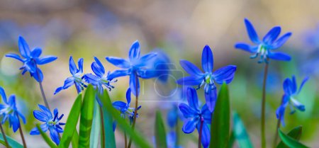 closeup heap of blue snowdrop flowers in forest, beautiful natural spring background