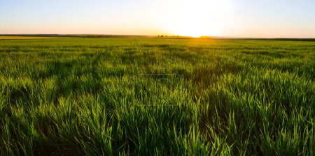wide green  farm field at the sunset, evening agricultural scene