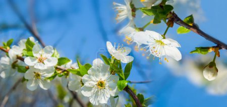 zbliżenie jabłoń gałąź w blosson, wiosna wiejski ogród scena
