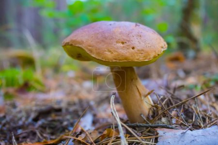 closeup Penny Bun mushroom in forest