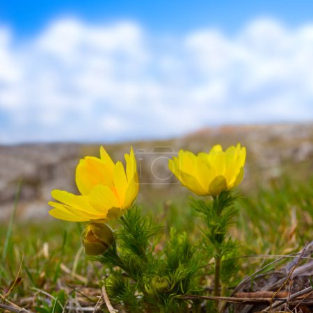 closeup wild yellow adonis flowers in prairie