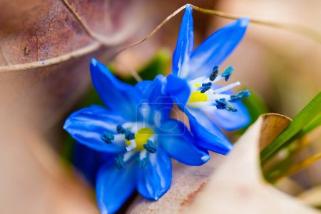 gros plan bleu chute de neige Scilla fleurs dans une forêt, beau fond de printemps en plein air
