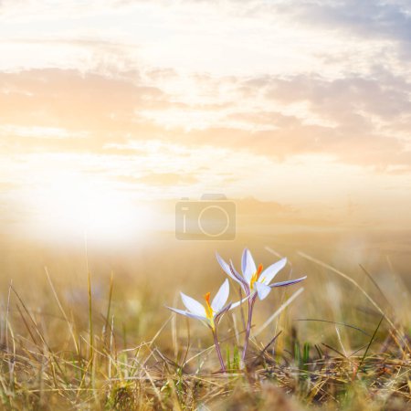 closeup white crocus flowers in dry prairie grass at the sunset