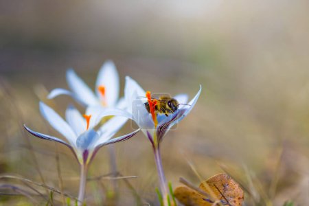 Nahaufnahme weiße Krokusblüten mit Biene im trockenen Präriegras