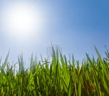 Nahaufnahme Grüner Weizen sprießt im Licht der glitzernden Sonne