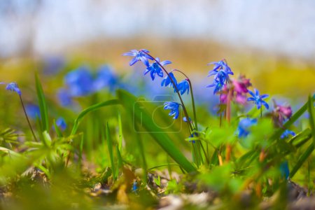 Nahaufnahme blaues Schneeglöckchen Scilla Blumen auf Waldlichtung, Frühling Outdoor-Szene