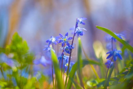 gros plan bleu chute de neige Scilla fleurs sur clairière, printemps scène extérieure