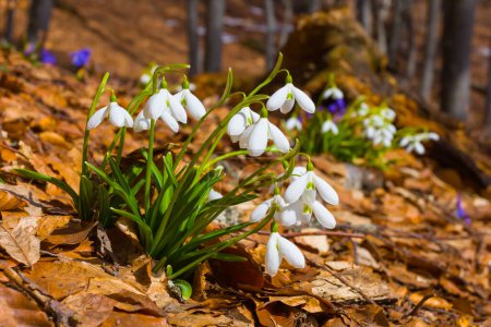 Nahaufnahme Haufen von weißen Schneeglöckchen Blumen Wachstum auf Waldlichtung