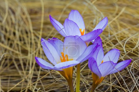 closeup wild crocus flowers among dry prairie grass