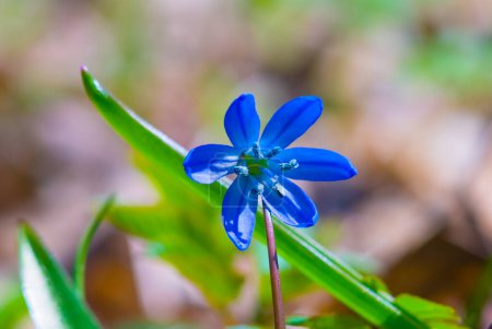 Nahaufnahme blaue Schneeglöckchen Blumen in einem Wald