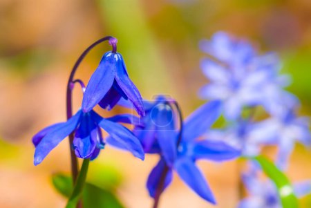 Nahaufnahme blaue Schneeglöckchen Blumen in einem Wald