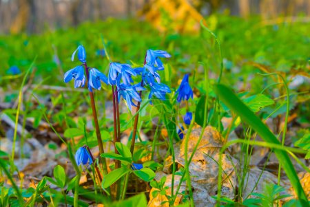 Frühling Waldlichtung mit blauen Schneeglöckchen Blumen