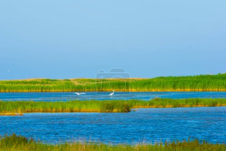 Blauer See mit Reiherpaar inmitten grüner Prärien, sommerliche Freilandlandschaft