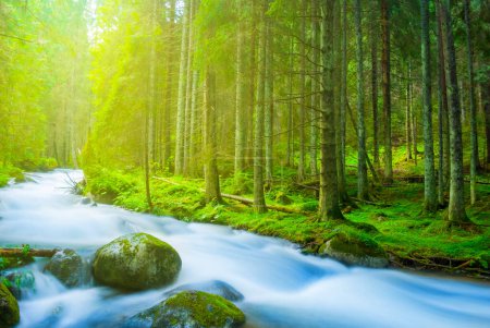 kleiner blauer Fluss rauscht an sonnigen Tagen durch einen nebligen Tannenwald