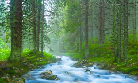 kleiner blauer Fluss rauscht durch einen nebligen Tannenwald