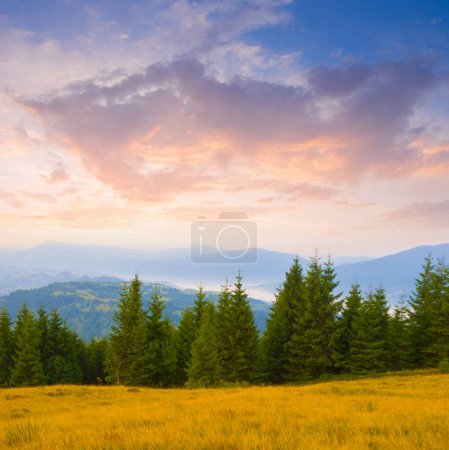 valle de montaña con bosque de abeto en la madrugada