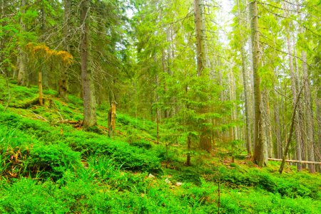 bosque de abeto verde en la pendiente del monte a la luz del sol