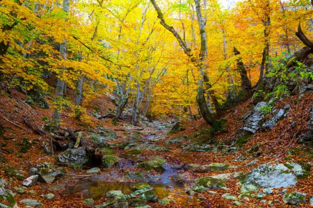 Photo for Small river in autumn mountain canyon - Royalty Free Image