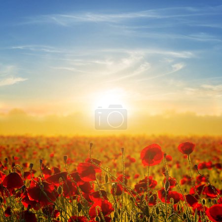 Photo for Wide field with red poppy flowers at the early morning - Royalty Free Image