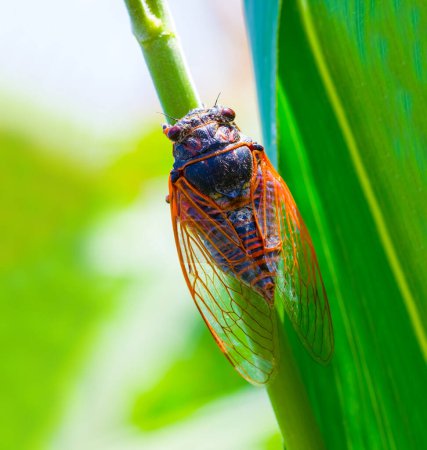 Photo for Closeup huge cicada sit on green leaf - Royalty Free Image