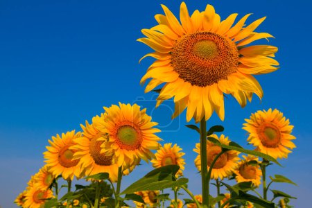 Photo for Summer sunflower field on blue sky background, summer agricutural scene - Royalty Free Image