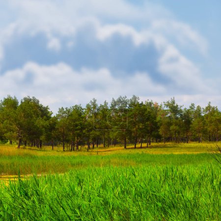 Photo for Fir forest glade with green grass under cloudy sky - Royalty Free Image