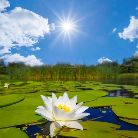 Photo for Closeup white water lilies floating on a lake under a sparkle sun, summer calm lake scene - Royalty Free Image