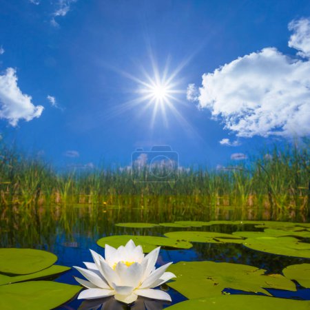 Photo for Closeup white water lilies floating on a lake under a sparkle sun, summer calm lake scene - Royalty Free Image