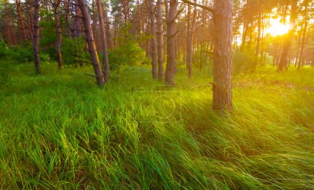 Photo for Summer forest glade at the sunset - Royalty Free Image