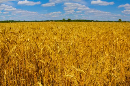 Photo for Closeup summer wheat field under blue cloudy sky, summer agricultural landscape - Royalty Free Image