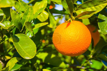 Photo for Closeup orange fruit on tree branch - Royalty Free Image