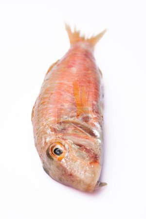 Photo for Red mullet on a white background - Royalty Free Image