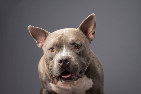 American Bully Dog auf grauem Hintergrund