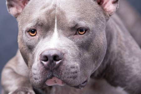 Foto de American Bully perro en el fondo gris - Imagen libre de derechos