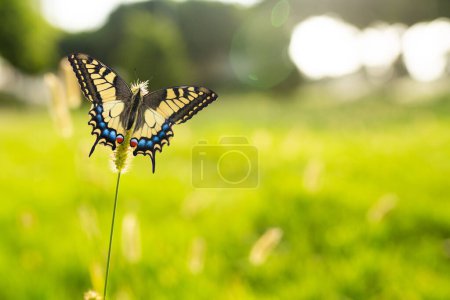 Téléchargez les photos : Papillon debout sur une petite plante au printemps - en image libre de droit