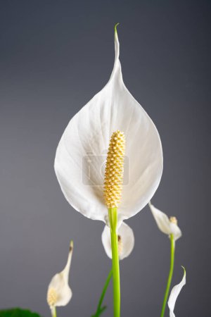 Photo for Peace Lily (Spathiphyllum) flower. Sail flower. - Royalty Free Image