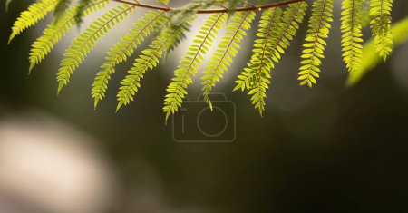 Photo for Jacaranda tree leaves. Small leaves. - Royalty Free Image