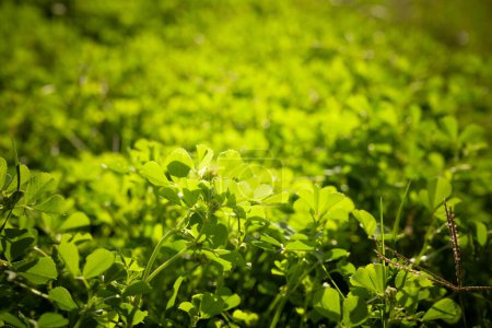Photo for Wild clover plant growing in soil - Royalty Free Image